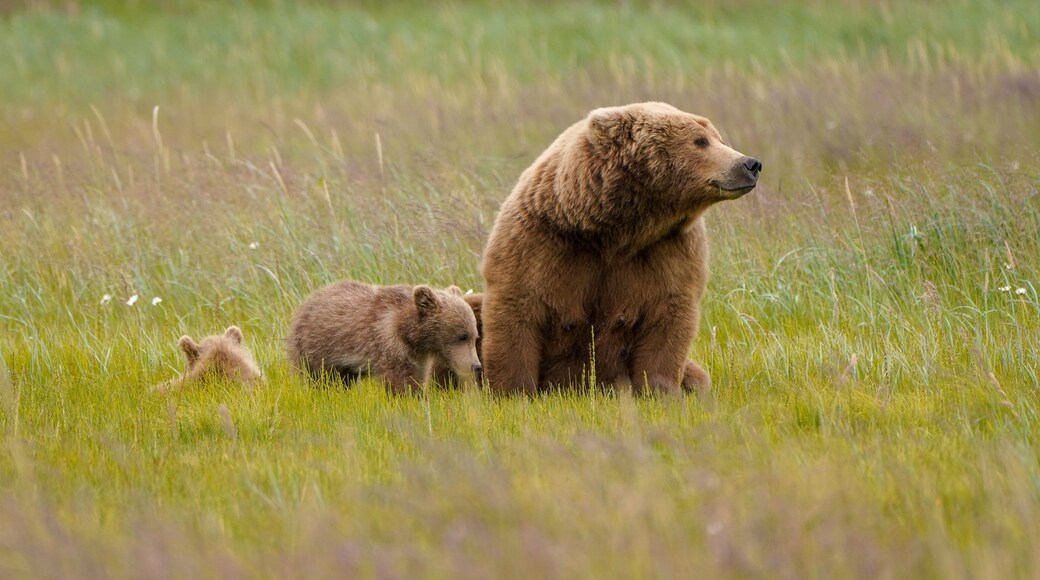 mother brown bear and cubs in meadow