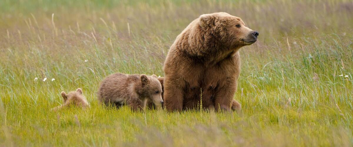 A large brown bear with two cubs in a grassy field.