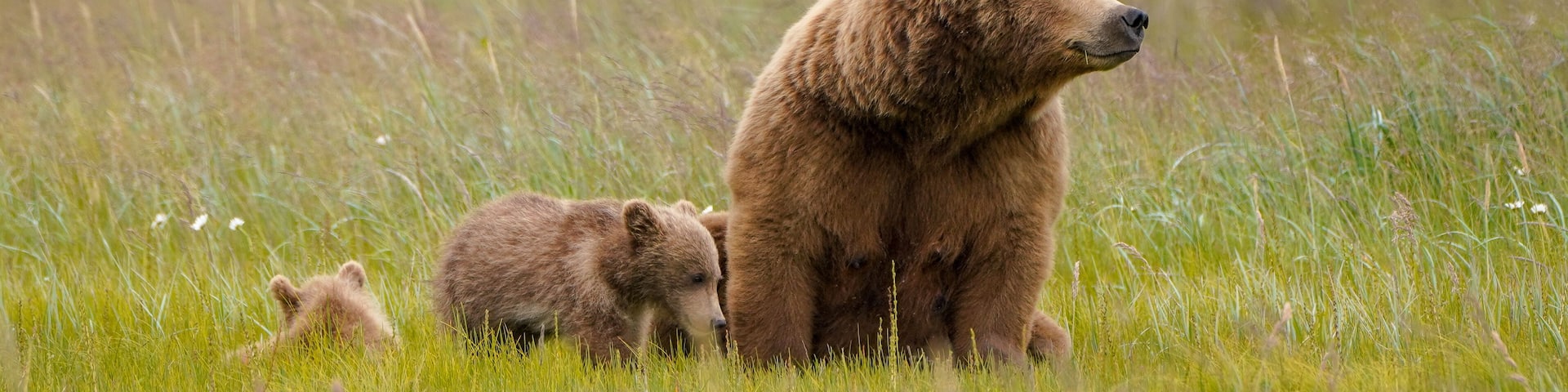 A large brown bear with two cubs in a grassy field.