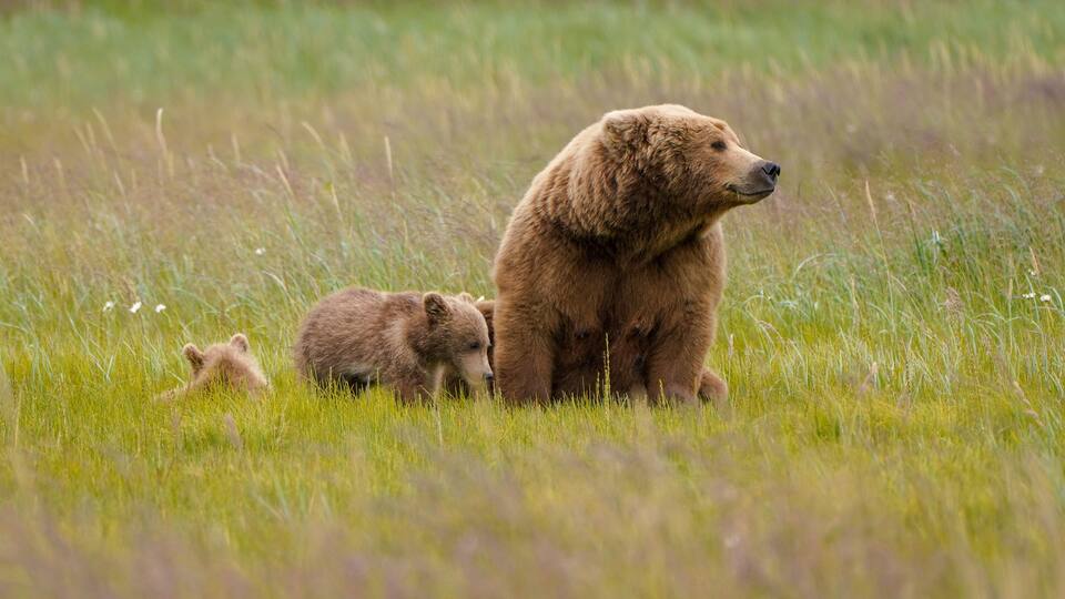A large brown bear with two cubs in a grassy field.