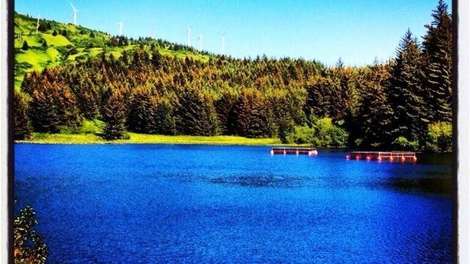 A lake with a bridge, surrounded by trees and wind turbines.