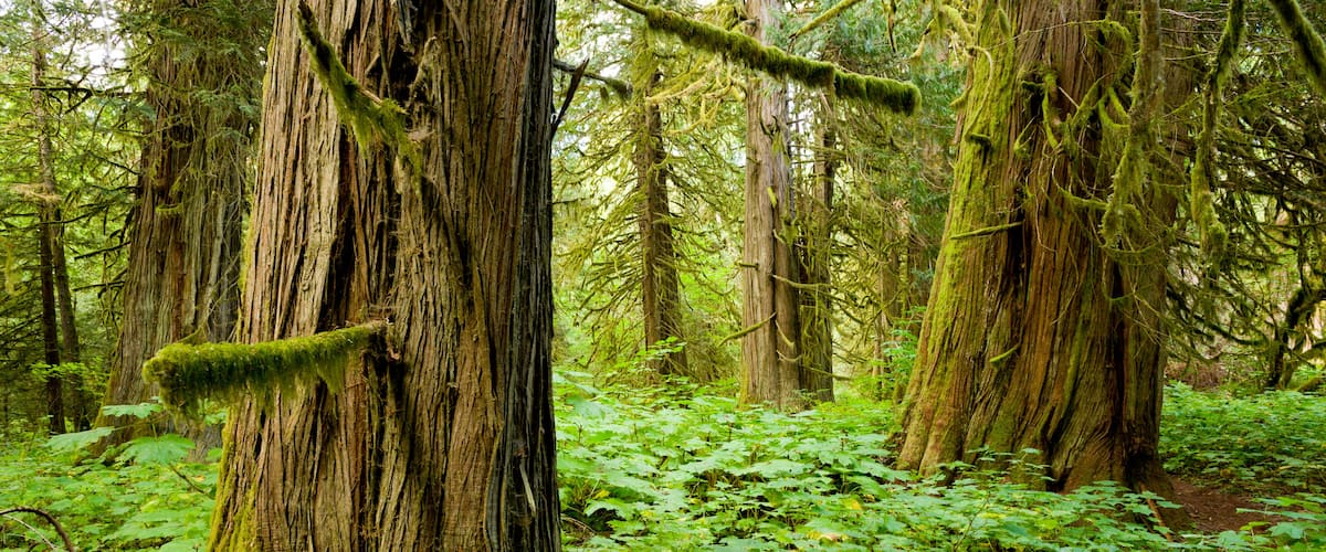 Een dicht bos met hoge bomen, bedekt met mos en varens.