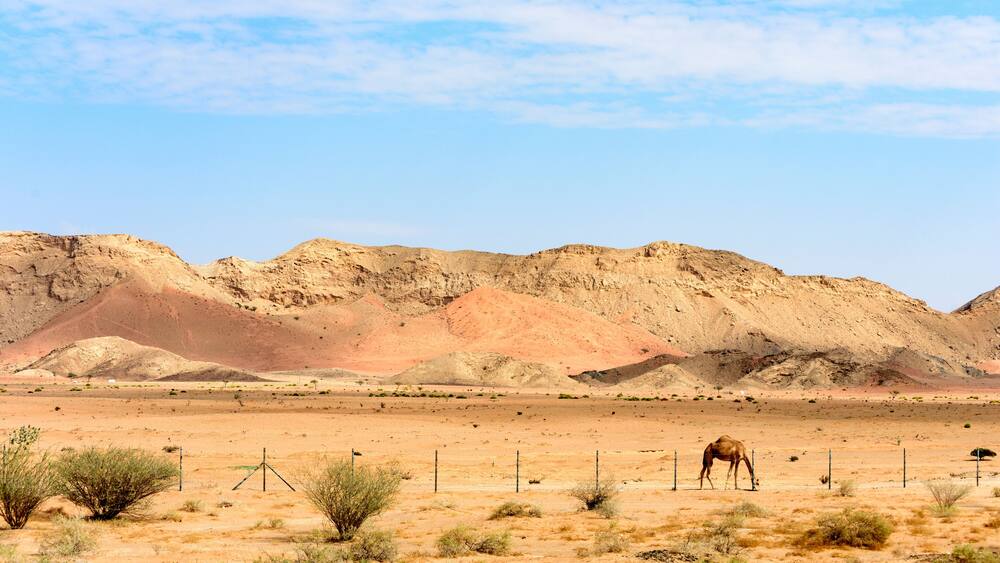 Beautiful View of Sharjah Desert with Trees and Fence.