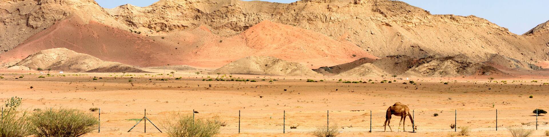 Beautiful View of Sharjah Desert with Trees and Fence.