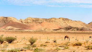 Beautiful View of Sharjah Desert with Trees and Fence.