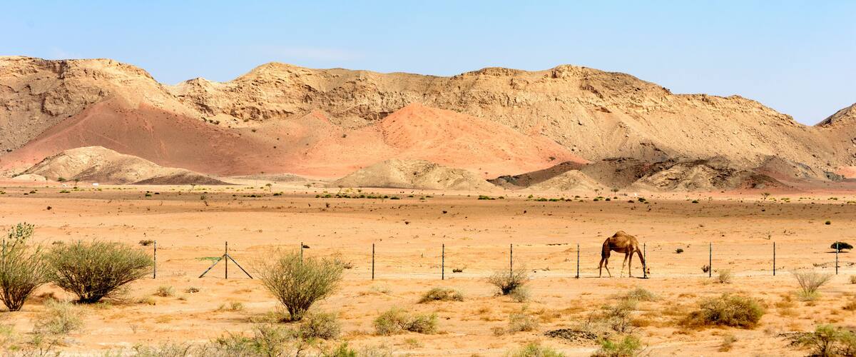 A desert landscape with sparse vegetation and a camel grazing.