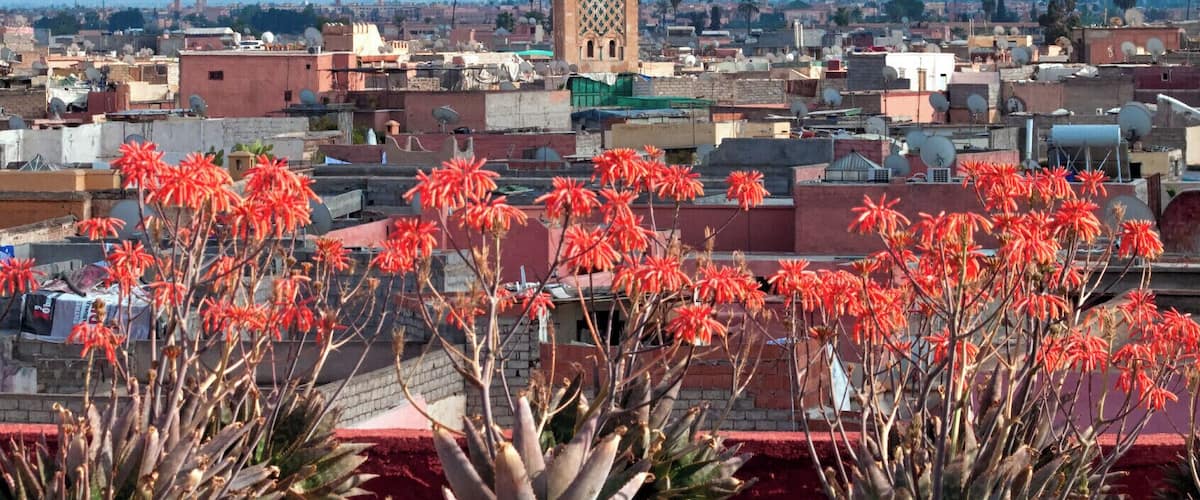 In the north part of the Marrakech souks, the Maison de la Photographie displays some of its collection of 4500 vintage photographs from the 1870s to the 1950s.
It's a peaceful spot with a lovely roof terrace with views across the medina, where there's a cafe where you can get a mint tea or a lunchtime tagine.
#Morocco #Marrakech #museum #views