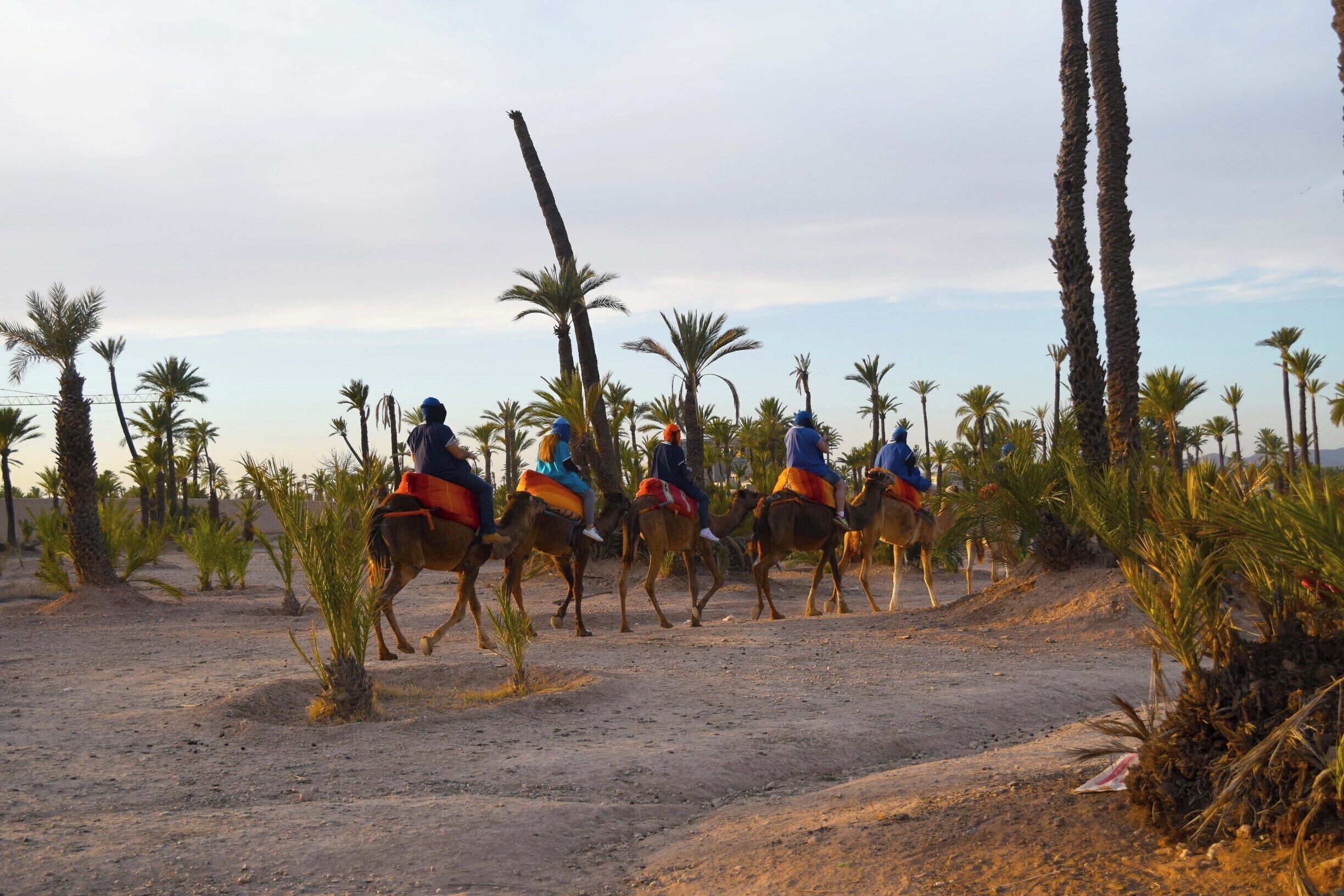 Palmeraie (palm grove) is a palm oasis of several hundred thousand trees in north-east of Marrakesh, Morocco. One can get away from the city and ride camels here. The site boasts of over 100,000 date palms, as well as olive and fruit trees.