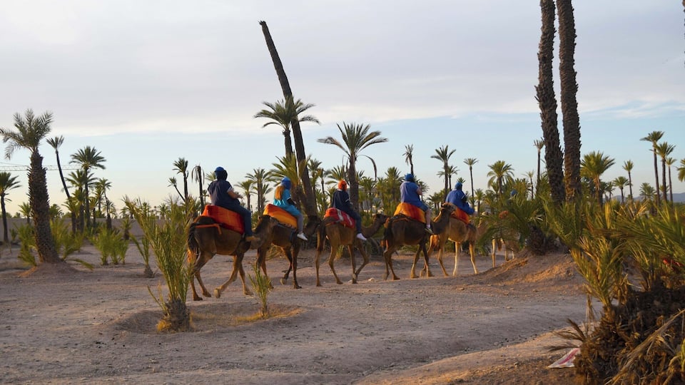 Palmeraie (palm grove) is a palm oasis of several hundred thousand trees in north-east of Marrakesh, Morocco. One can get away from the city and ride camels here. The site boasts of over 100,000 date palms, as well as olive and fruit trees.