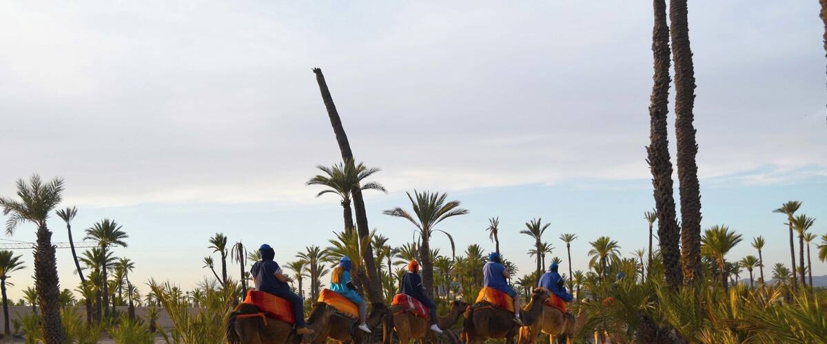 A group of people riding camels in a desert with palm trees.