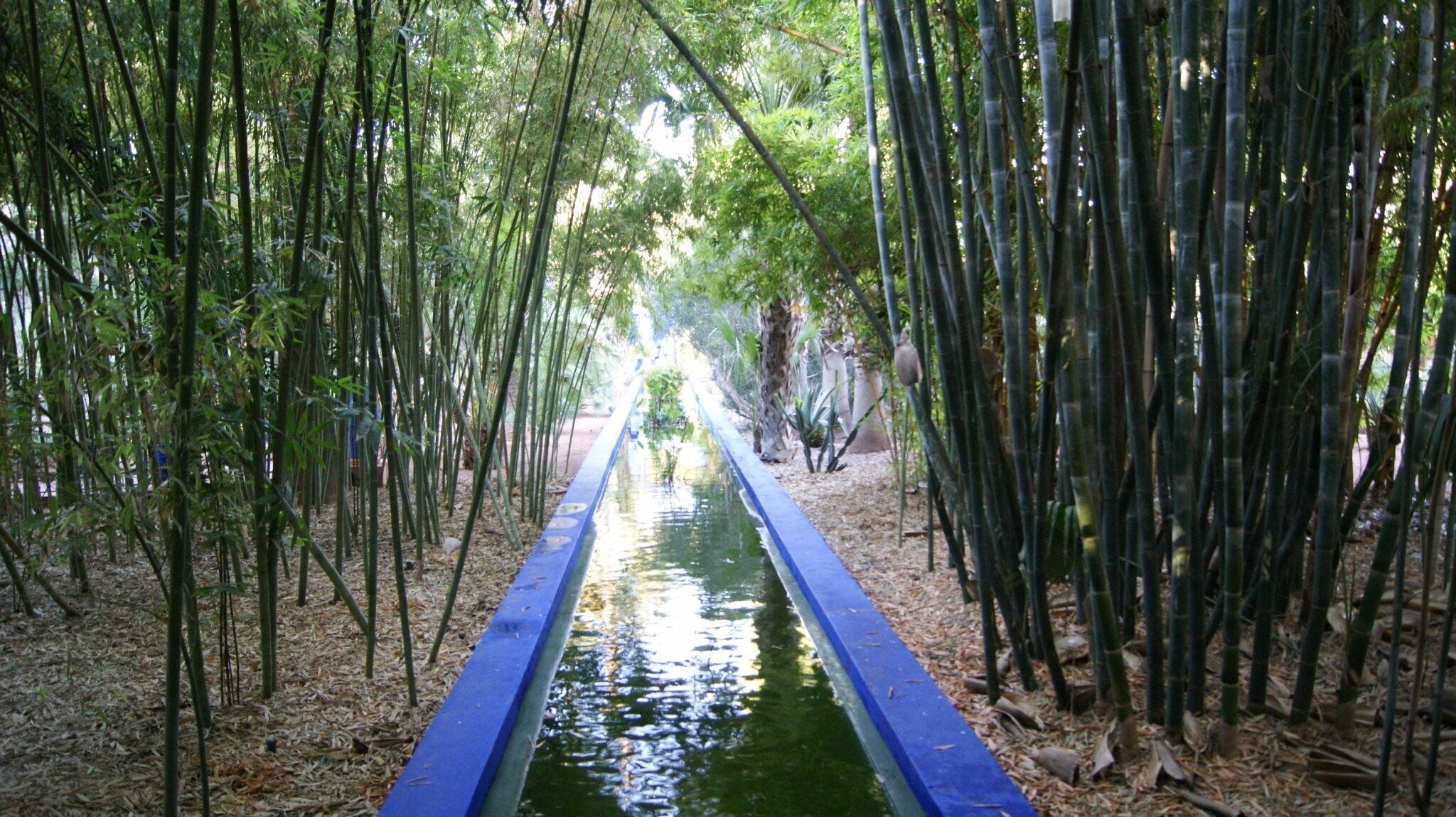 If you are in 🇲🇦, visit the Majorel Garden #Amazing #Garden 