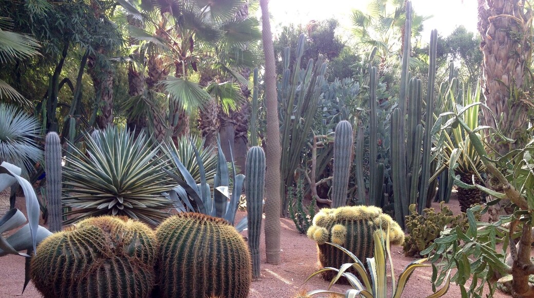 Garden of succulents
(Jardin Majorelle)