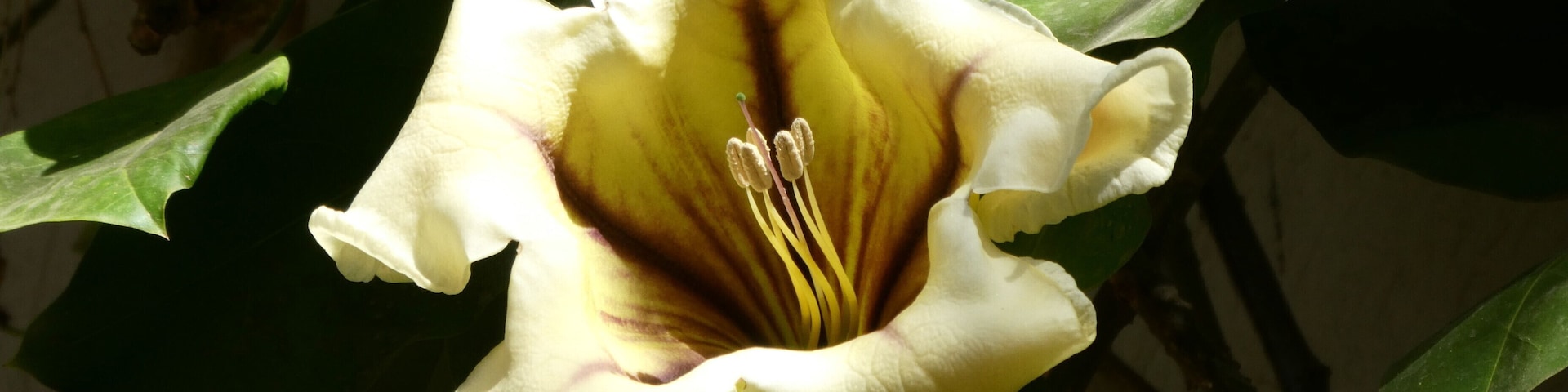 The Secret Garden is a magical place in Marrakech. I don’t know what  the name of this vine is, but it was certainly beautiful and the flowers were quite large.