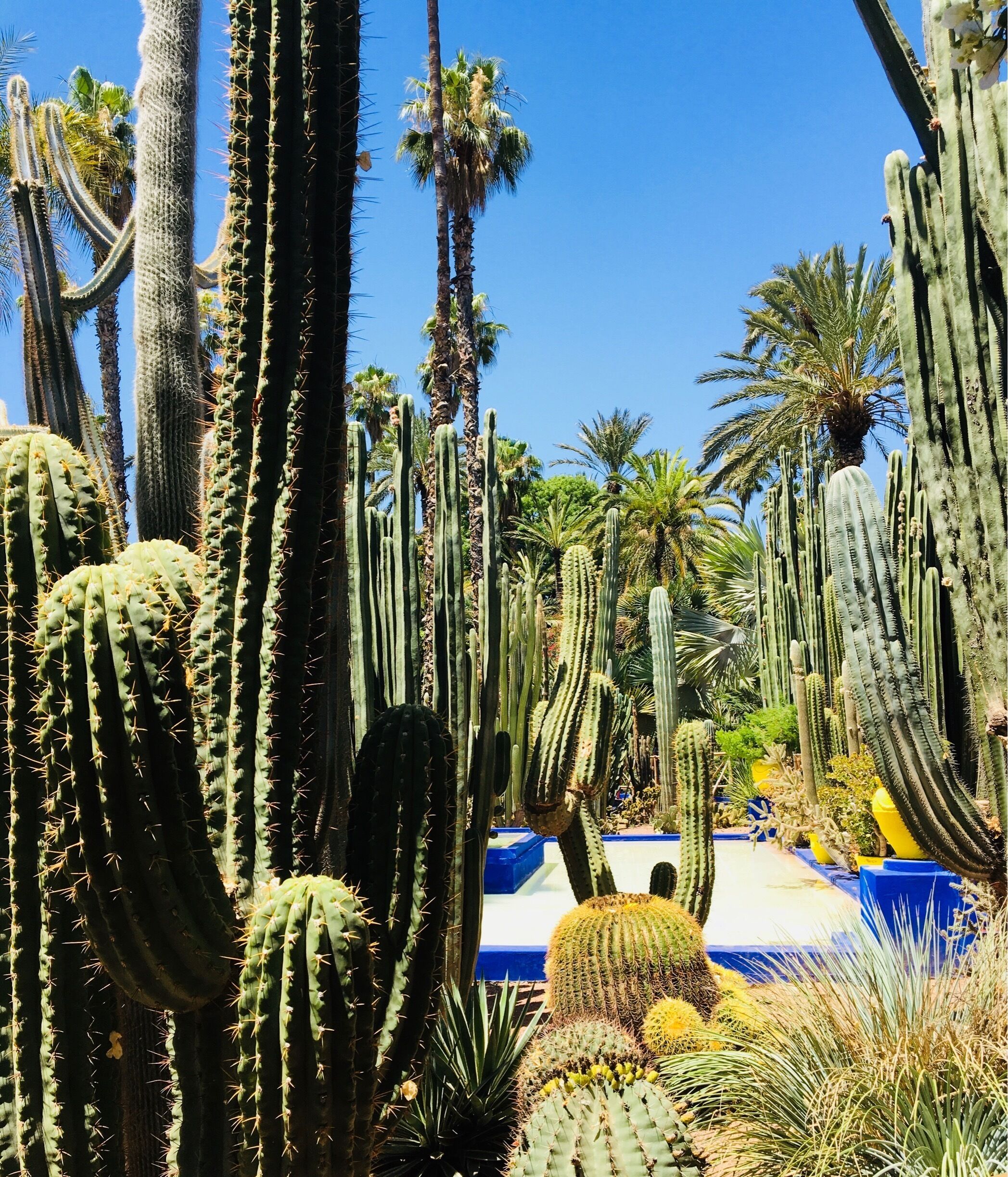 Cacti serenity! Beautiful garden in Marrakech, Morocco. #BVSblue