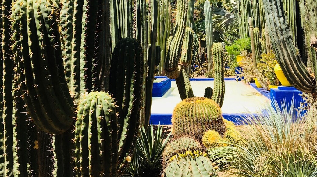 Cacti serenity! Beautiful garden in Marrakech, Morocco. #BVSblue