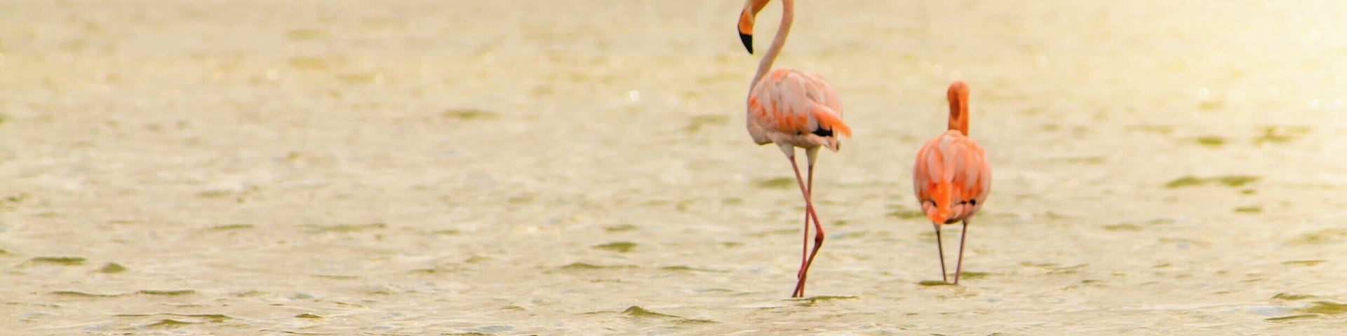 I feel flamingos are one of the most graceful and elegant animals... They walk so smoothly, stand so tall... Just love how perfect of an S their next make
#Colombia #NationalPark #Goldenhour #wildlife #golden #greatoutdoors #nature
