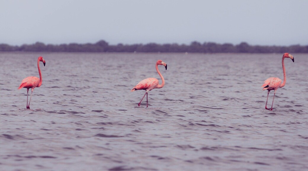 So graceful! Flamingos at the Natural Sanctuary #NationalPark