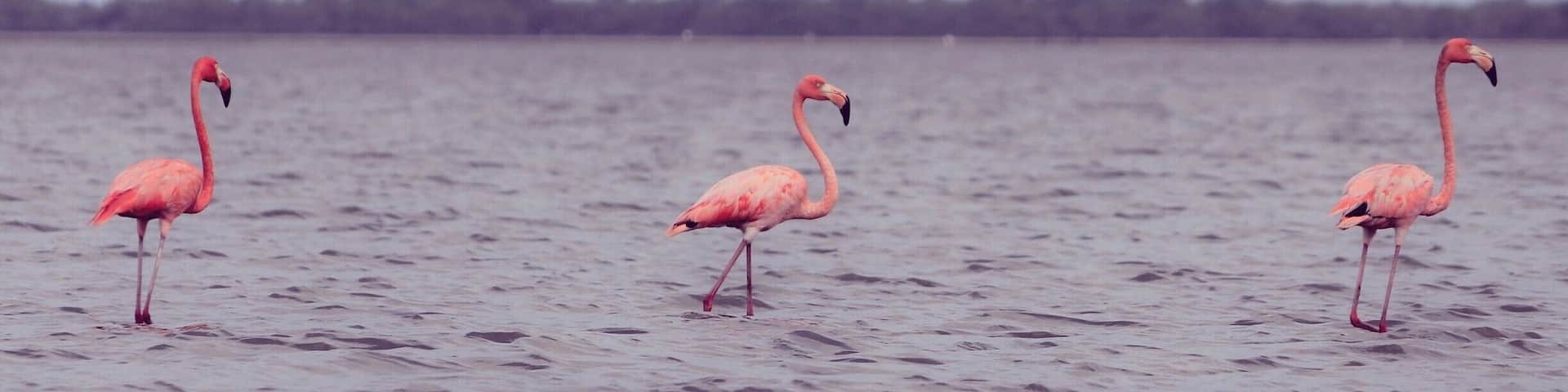 So graceful! Flamingos at the Natural Sanctuary #NationalPark
