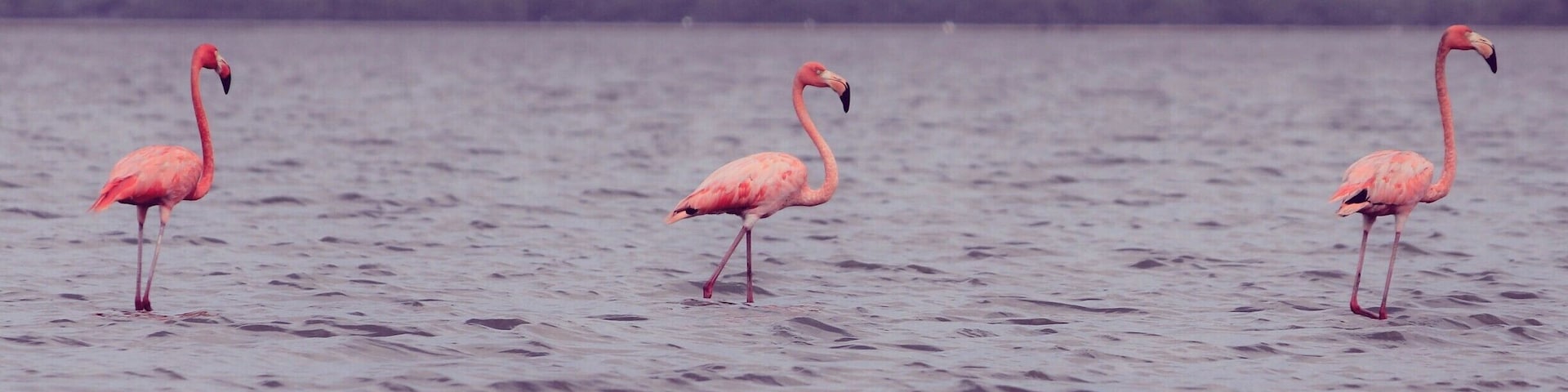 So graceful! Flamingos at the Natural Sanctuary #NationalPark