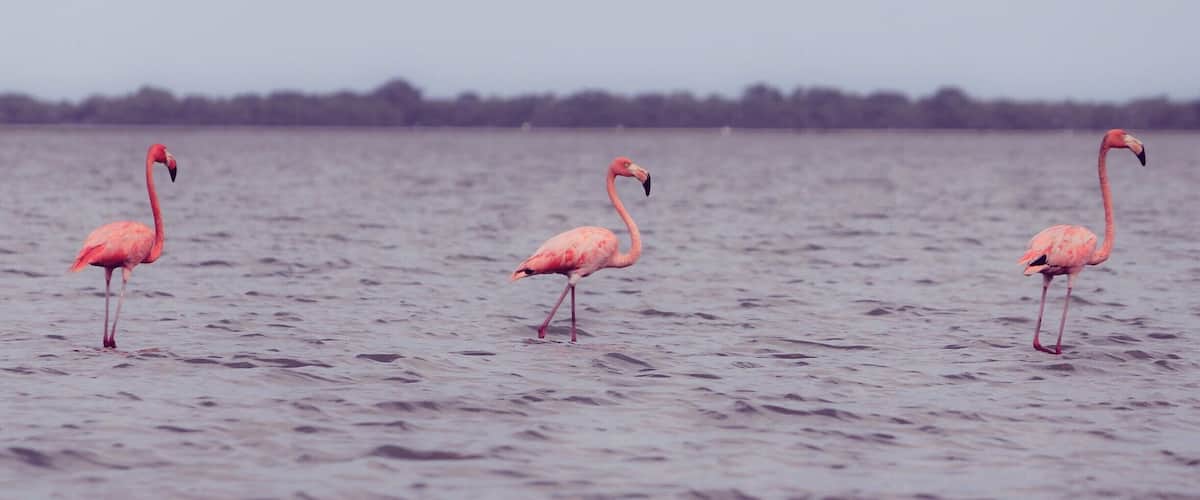 Three flamingos standing in shallow water.