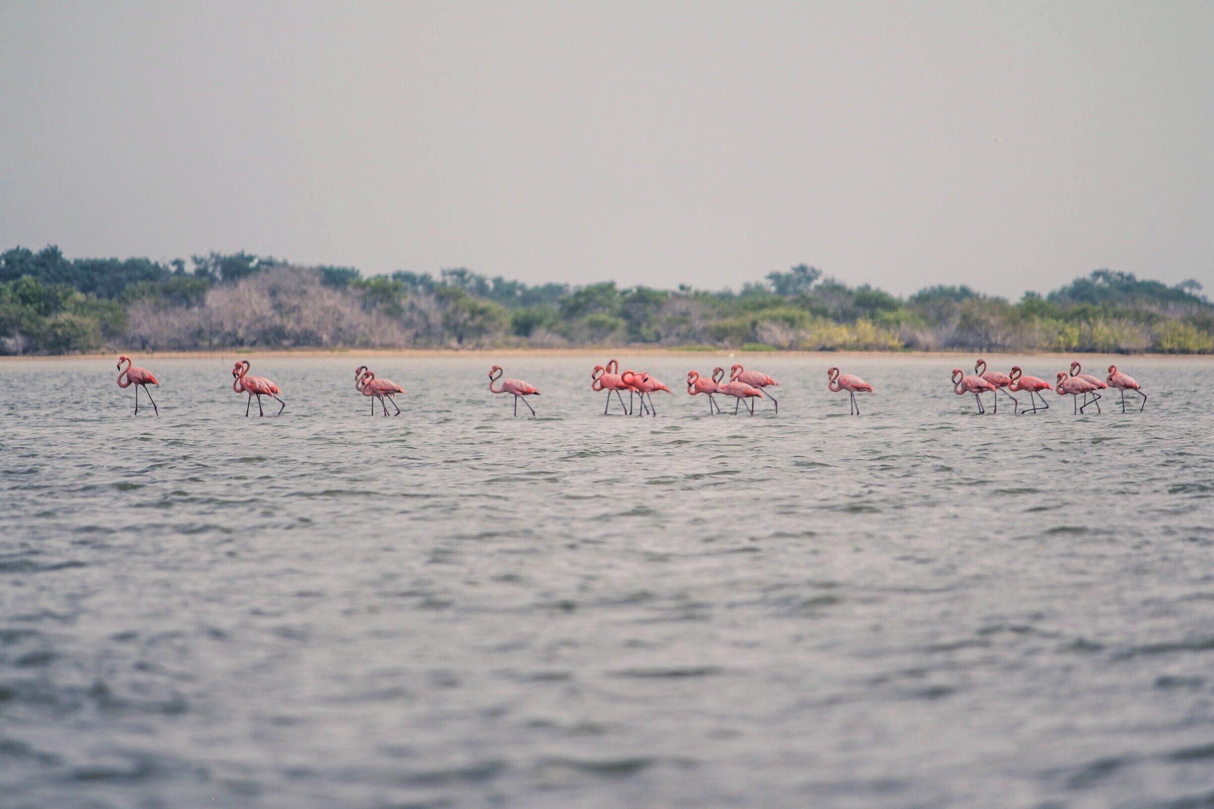 Flamingos!!! This was a great experience! it was peaceful, relaxing and beautiful.
#NationalPark