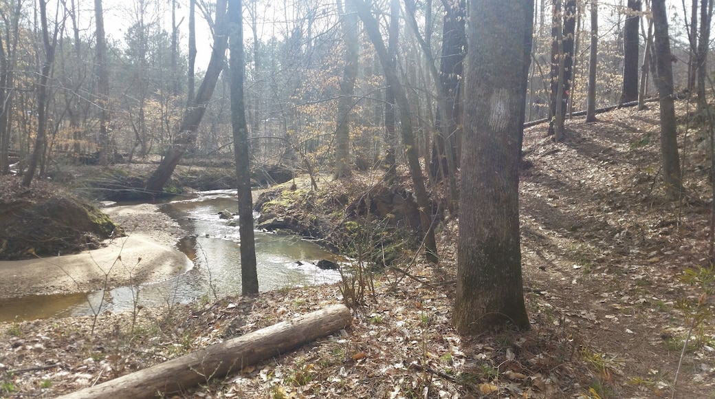 This was an interesting trail I found today. I parked at PNC arena then followed a pathway that went under Edwards Mill rd. And route 40. The first mile is nothing special. It's a very wide Greenway with a ton of manholes. But it leads you to a smaller trail that borders the Schenck forest and turns into loblolly trail in Umstead! This area was very pretty and followed what I believe was Reedy Creek.
The best part is I walked 4 miles total and only saw 3 other people!