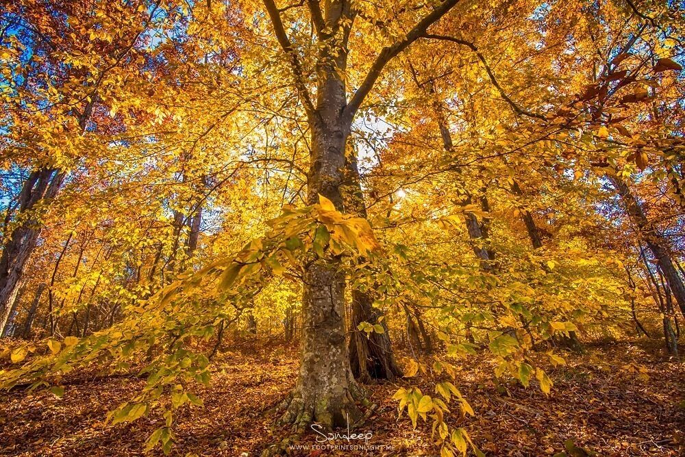 Fall colors popping now in Durant park