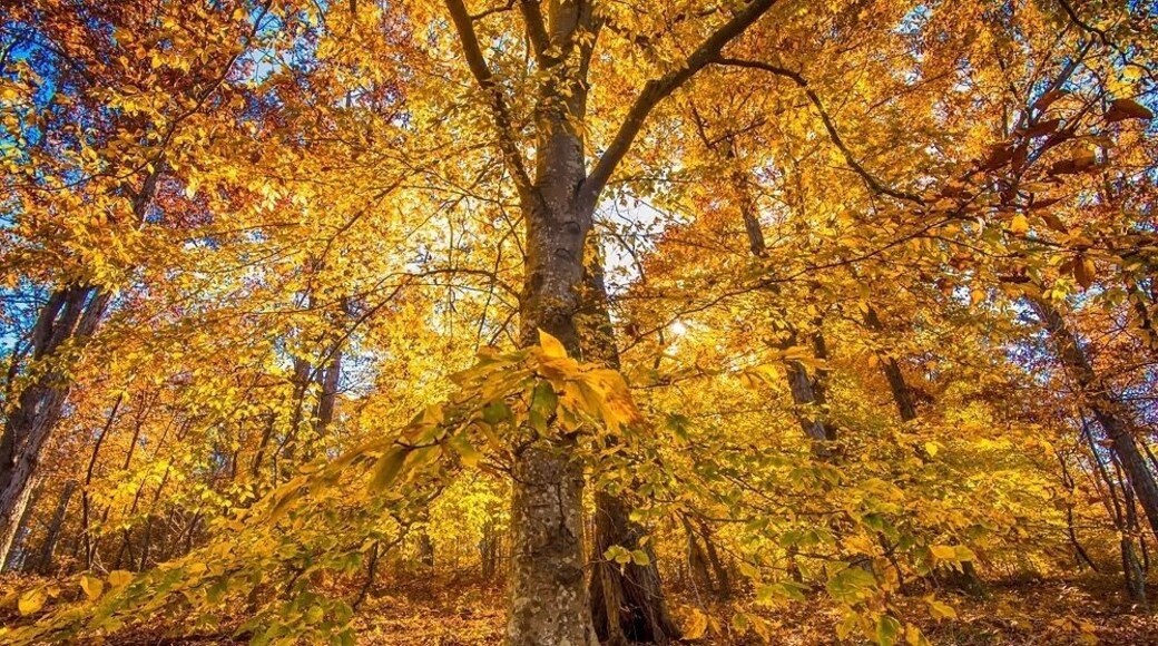 Fall colors popping now in Durant park