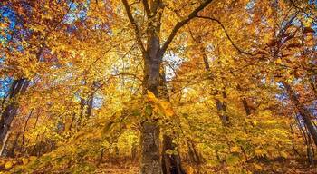 Fall colors popping now in Durant park