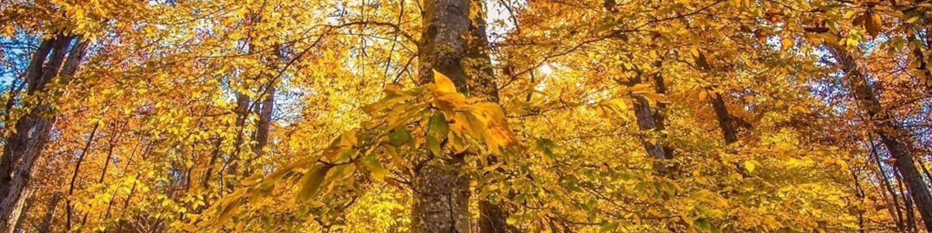 Fall colors popping now in Durant park