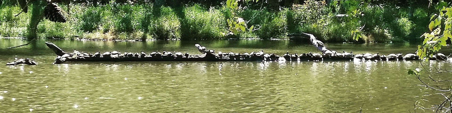 It's rained for the part 2 weeks straight. I'm thinking all these turtles were a little excited to finally see some sunshine!
