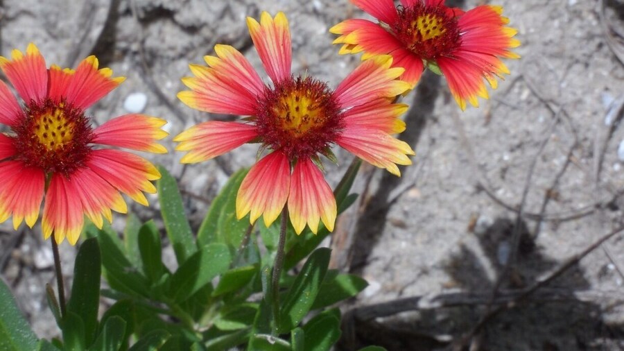Not many flowers on the beach - had a bad winter I guess