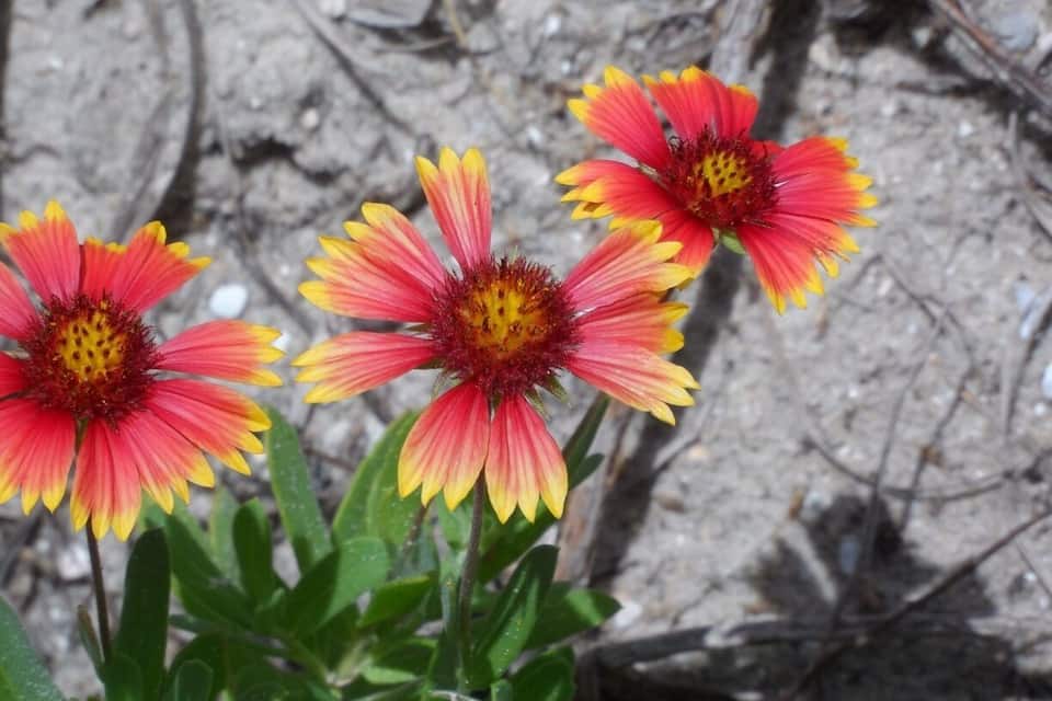 Três flores vibrantes com pétalas vermelhas e amarelas e um centro escuro, destacadas contra um fundo rochoso e seco.
