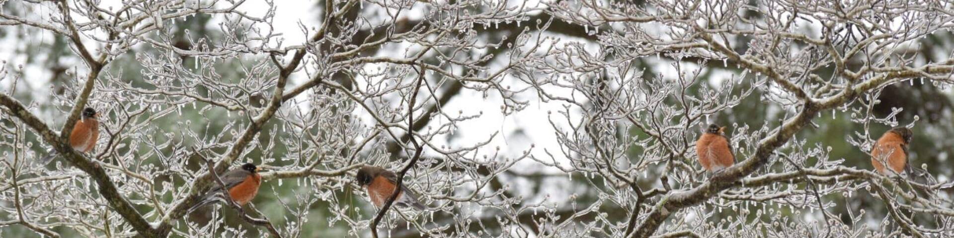 A tree with frost-covered branches and several birds perched on them.