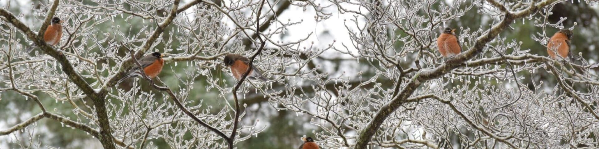 We got ice over the weekend making these puffy robins stand out against the frozen branches.