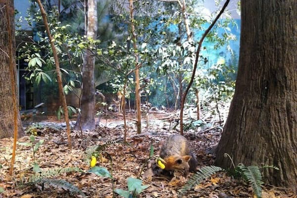 NC Museum of Natural Sciences if ever visiting Raleigh.