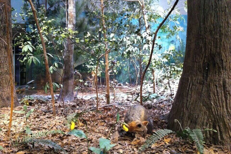 Bosque con suelo cubierto de hojas secas y un árbol con una ardilla.