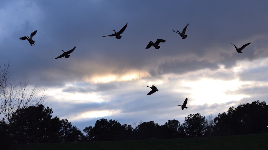 We got some unexpected snowfall on a 40 degree day. I guess the geese were a little flustered too.