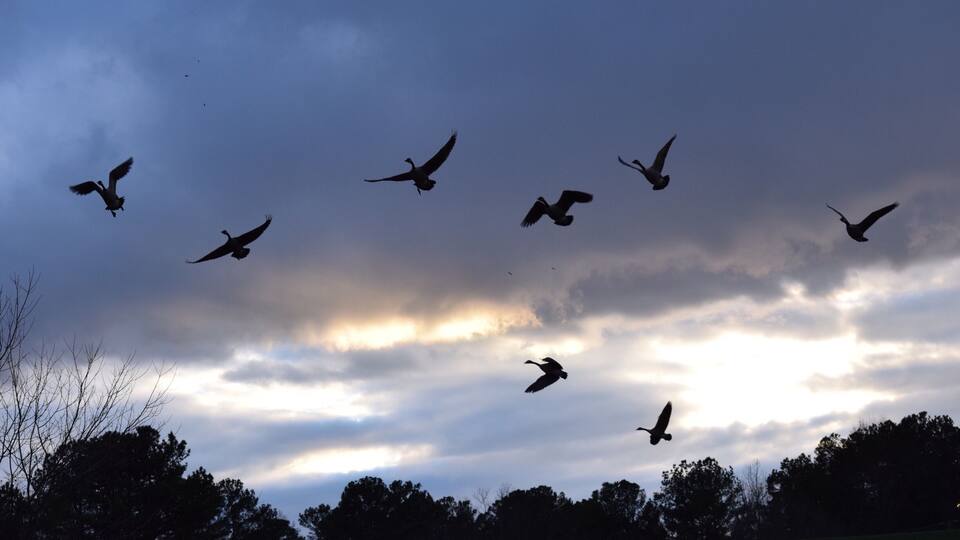 We got some unexpected snowfall on a 40 degree day. I guess the geese were a little flustered too.