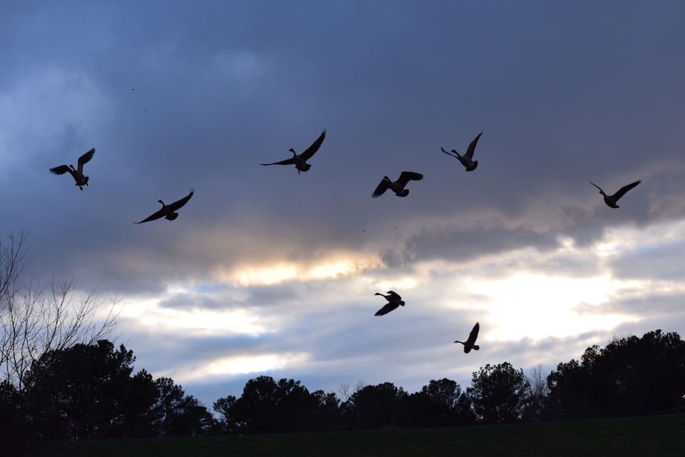 A flock of birds flying against a cloudy sky.