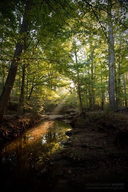 The creekside trails of Durant park are the place you need to be if you love a long walk and long for silence!
