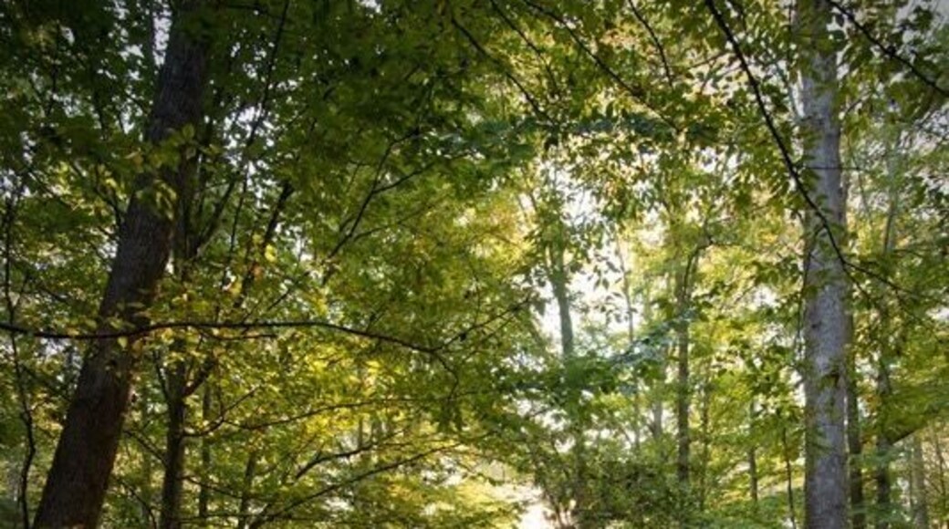 The creekside trails of Durant park are the place you need to be if you love a long walk and long for silence!