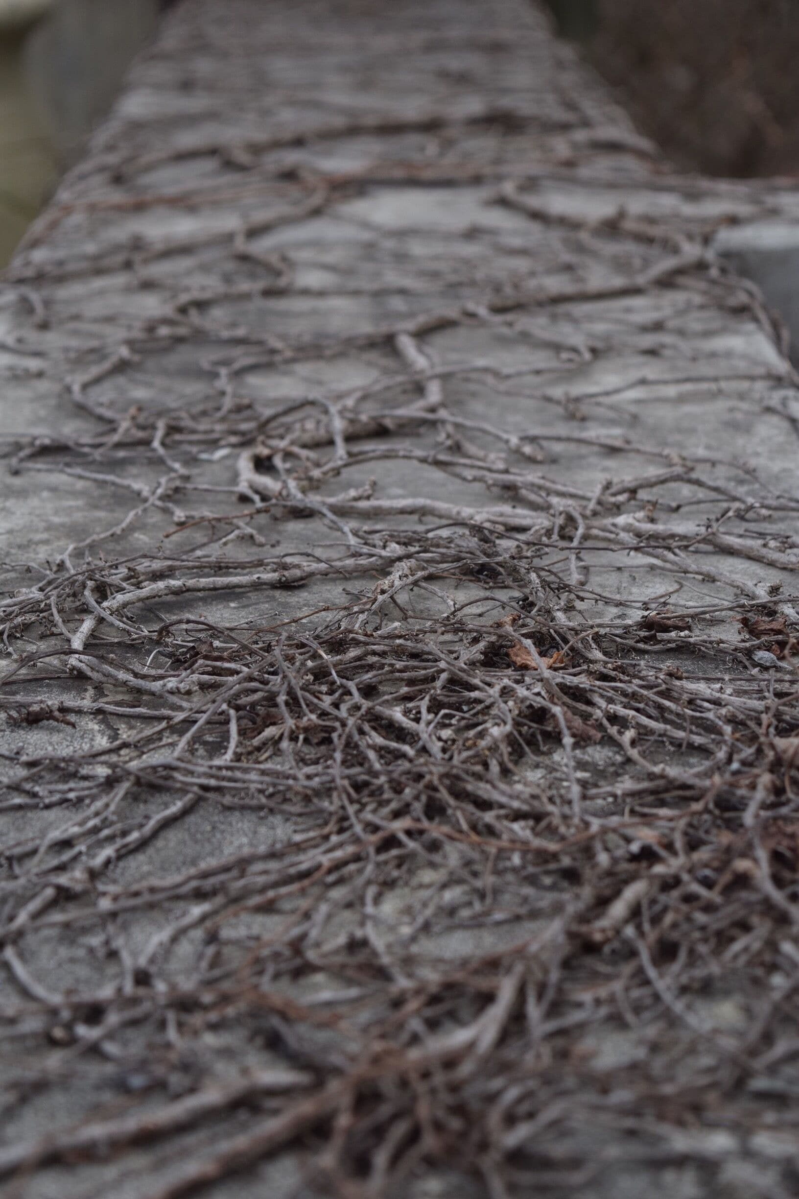 I guess you can expect to find some dead plants in an arboretum in the middle of winter. I liked the pattern this ivy created!