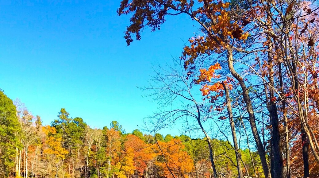 Ruaha National Park is one of the top safari spots in the world. It's in Central/Southern Tanzania, near Iringa, and isn't overrun with tourists. I self drove and was able to hire a guide for only $23 for two days. Excellent experience. There are a few cottages in the park where you can stay overnight for $50.
Ruaha is home to 10% of the worlds lion population!