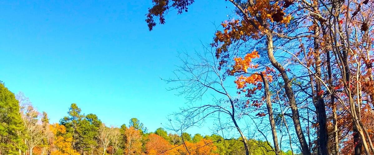 Ruaha National Park is one of the top safari spots in the world. It's in Central/Southern Tanzania, near Iringa, and isn't overrun with tourists. I self drove and was able to hire a guide for only $23 for two days. Excellent experience. There are a few cottages in the park where you can stay overnight for $50.
Ruaha is home to 10% of the worlds lion population!