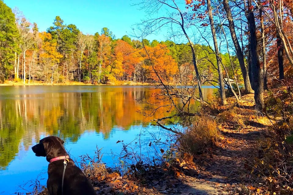 A dog sitting by a lake with autumn foliage in the background.