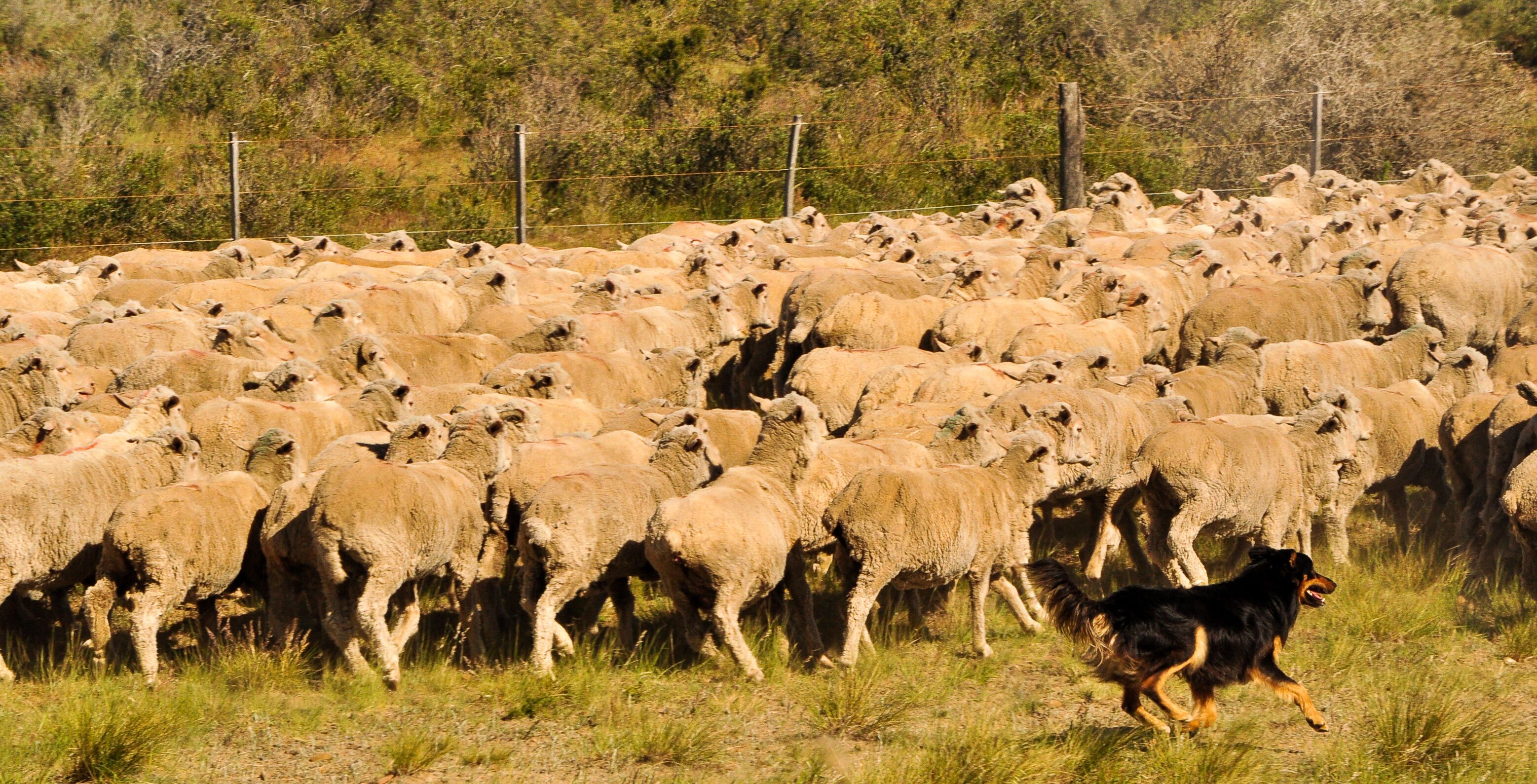Flock of sheep on the move with dogs doing the driving.