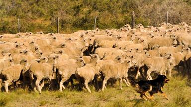 Flock of sheep on the move with dogs doing the driving.