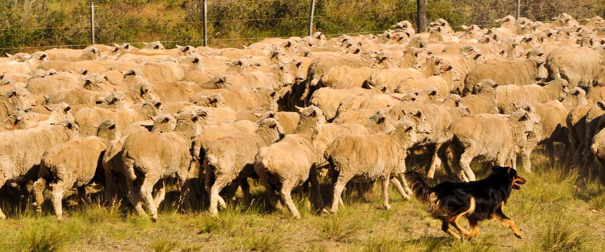 A large flock of sheep in a grassy field with a dog herding them.