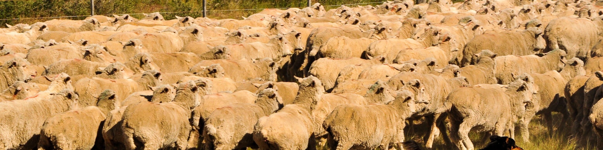 A large flock of sheep in a grassy field with a dog herding them.